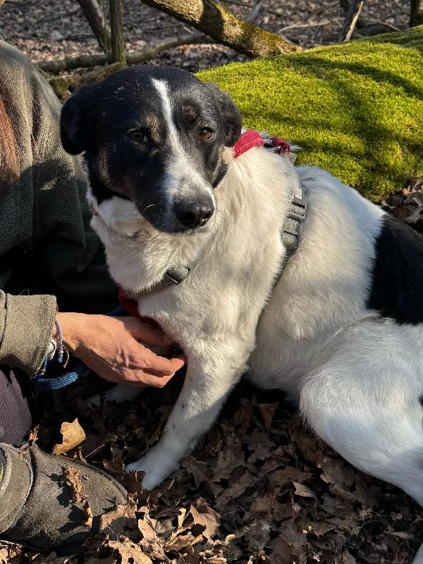 COOKIE_SPLENDIDA METICCIA Foto 2